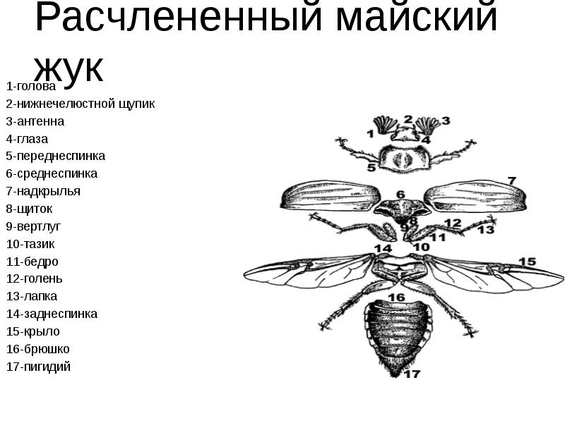Структурная схема жука майского черно белая
