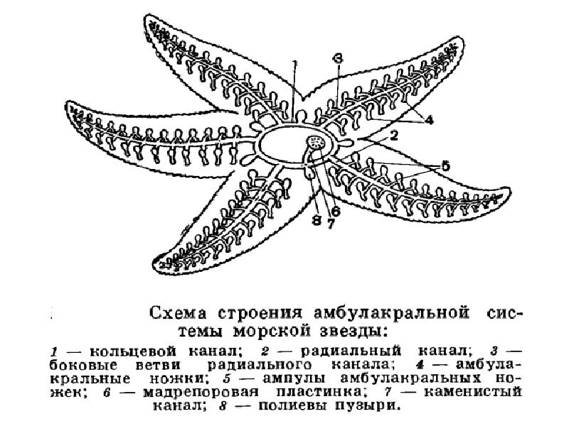 Строение морской. Схема бабочки рисунок Зоология. Презентация по зоологии оболочка. Одонтофор Зоология. Воздушные камеры это в зоологии.