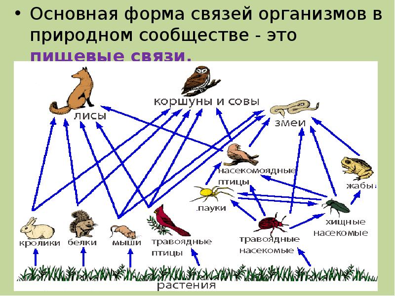 Пищевые связи в природе презентация