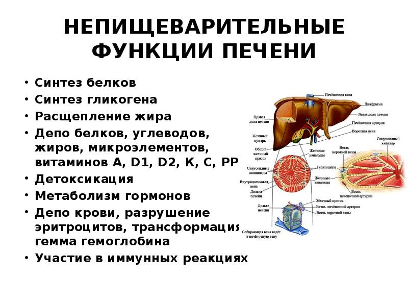 Функция печени депо крови. Роль печени. Функции печени. Функции печени человека. Функции и роль печени в организме.