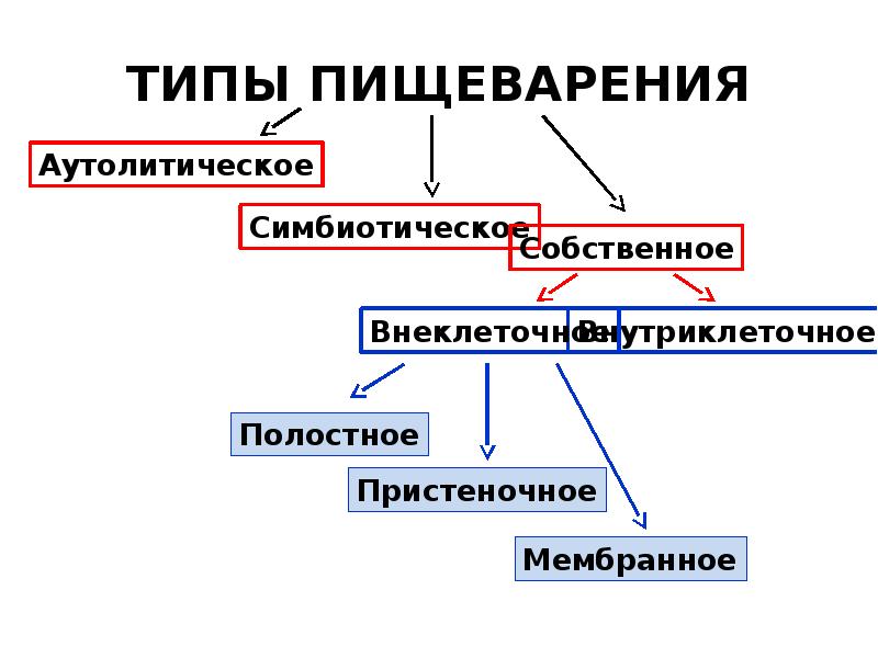 Типы пищеварения у животных