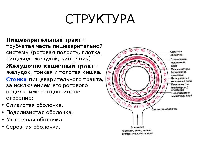 Презентация пищеварительная система физиология