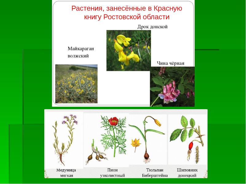 Охраняемые растения рязанской области фото и описание