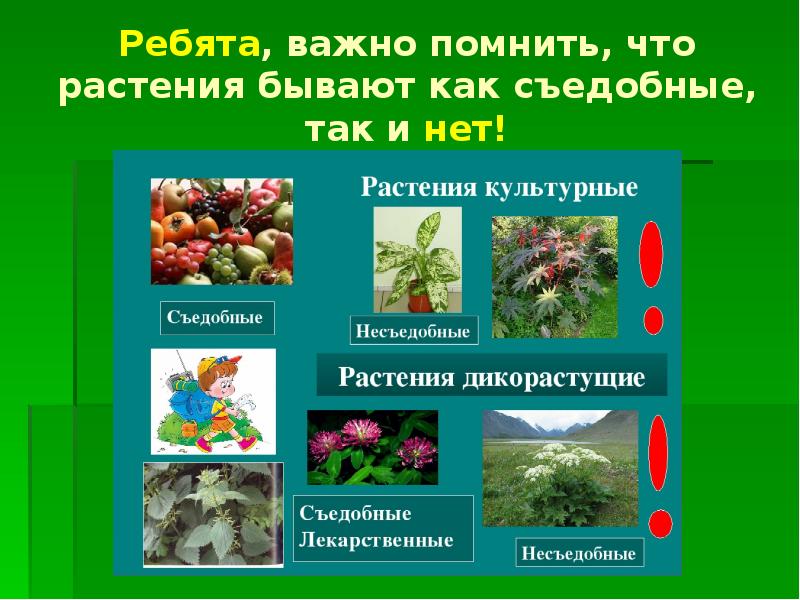 Проект культурные растения