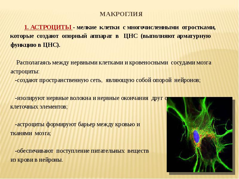 Нервная система выполняет функции