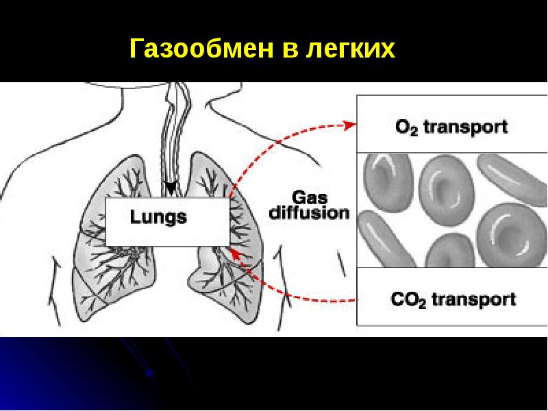 Презентация органы дыхания газообмен 7 класс презентация