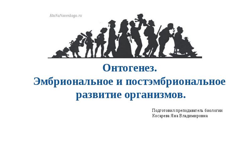 Постэмбриональное развитие организмов презентация 10 класс