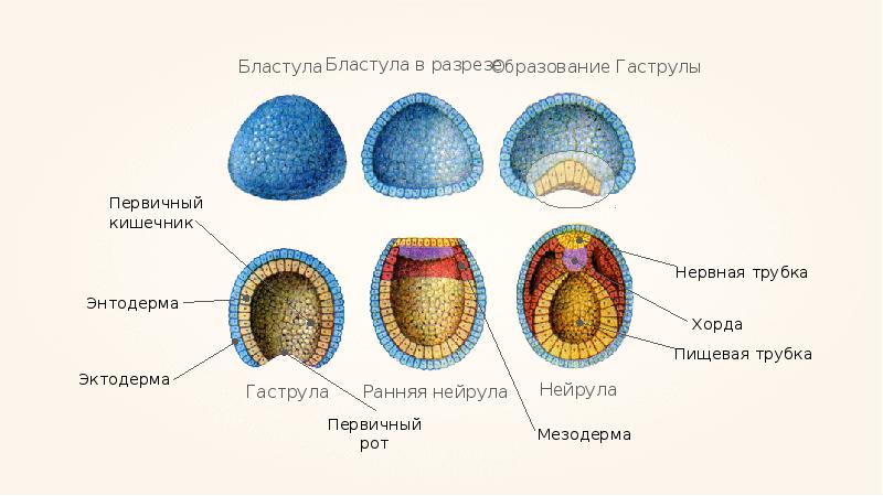 Эмбриогенез в картинках