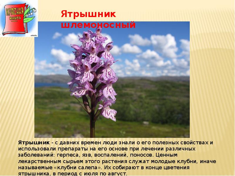 Растения занесенные в красную книгу самарской области с фото и описанием