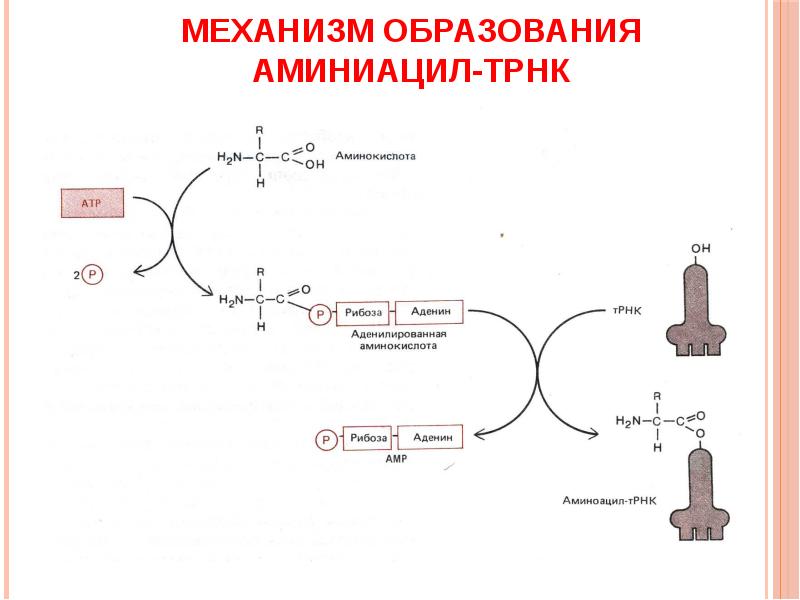 образование белка. образование пептидной связи формула. аминокислоты схема образования пептидной связи. дисульфидные мостики в белках. схема образования пептида.
