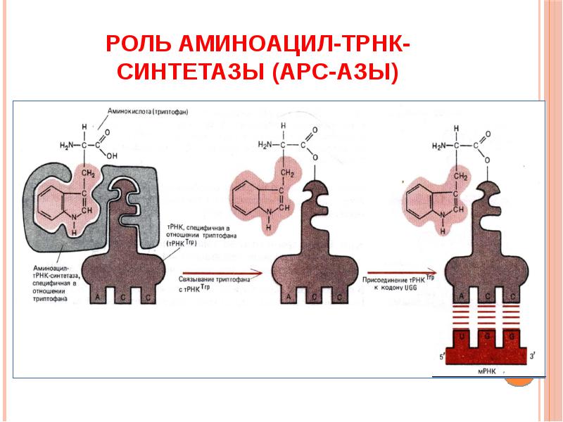 Схема образования аминоацил трнк