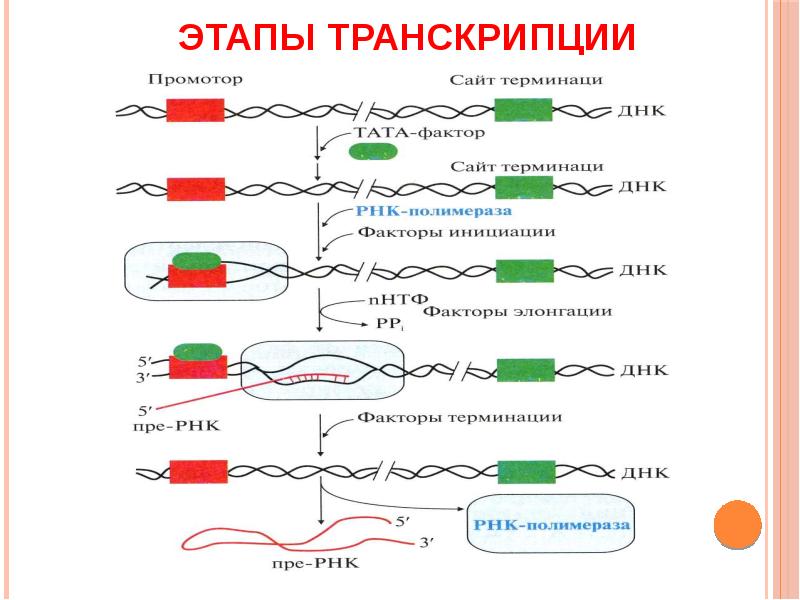 Транскрипция в биологии схема