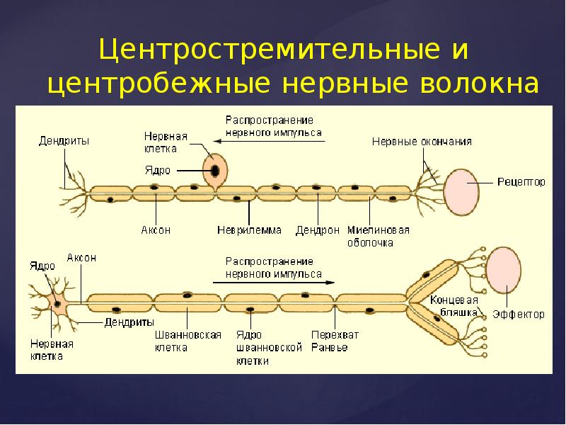 Волокна a b c