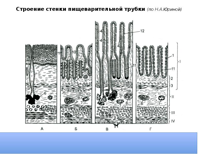 Общий план строения пищеварительной трубки гистология