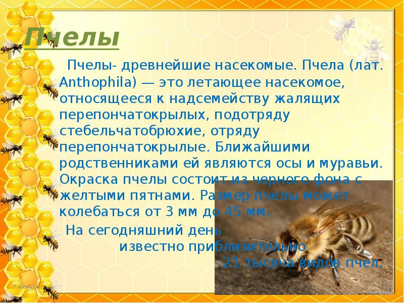 Пчеловодство доклад 3 класс. Окраска пчелы. Пчелы древние насекомые в картинках. Опыт с окрашиванием муравья.