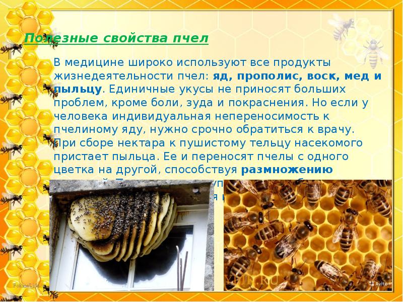 Полезные свойства пчел Полезные свойства пчел