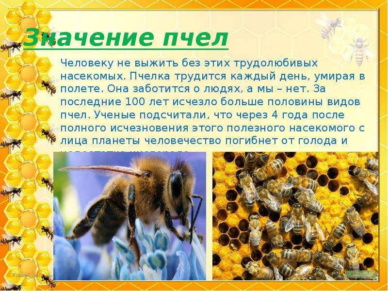 Значение пчел Значение пчел