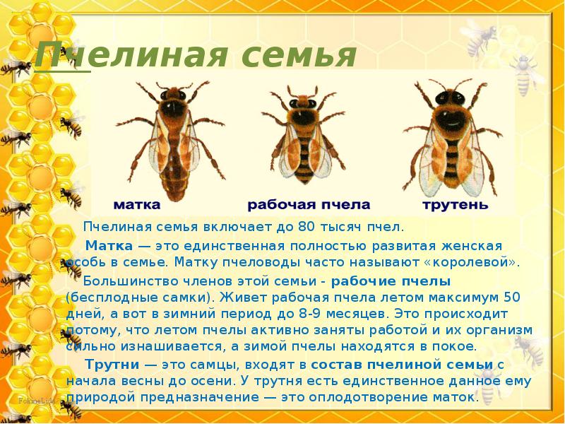 Как образуются слова.. Словарь: Минутка чистописания город Москва работа. - презентация