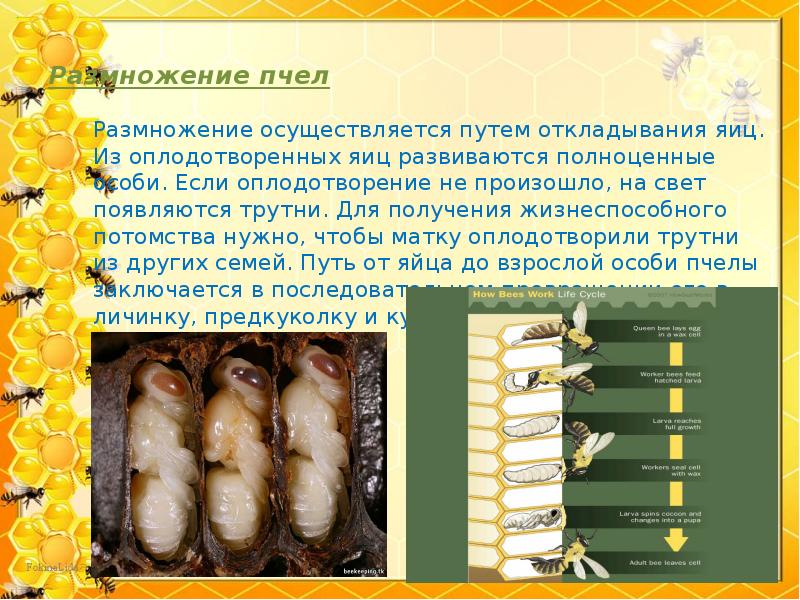 Размножение пчел Размножение пчел