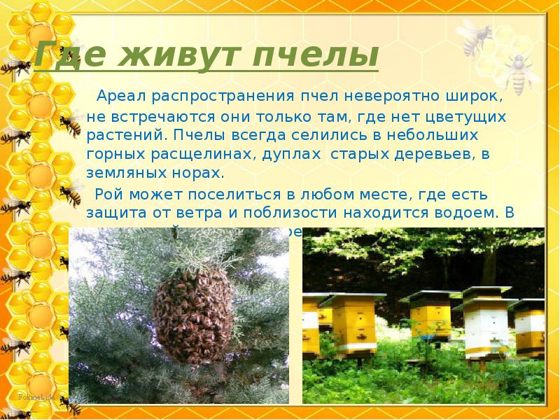 Где живут пчелы
Ареал распространения пчел невероятно широк, не Где живут пчелы
Ареал распространения пчел невероятно широк, не