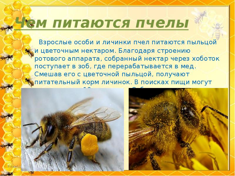 Чем питаются пчелы
Взрослые особи и личинки пчел питаются Чем питаются пчелы
Взрослые особи и личинки пчел питаются