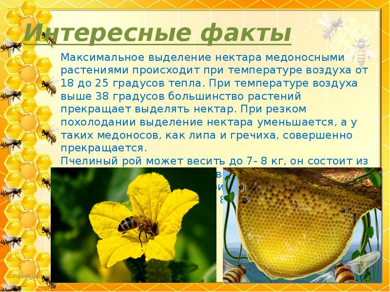 Интересные факты Интересные факты