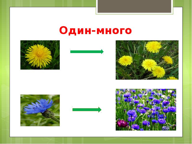 Цветы презентация логопеда