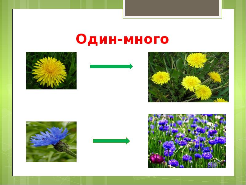 Цветы логопедическое занятие презентация