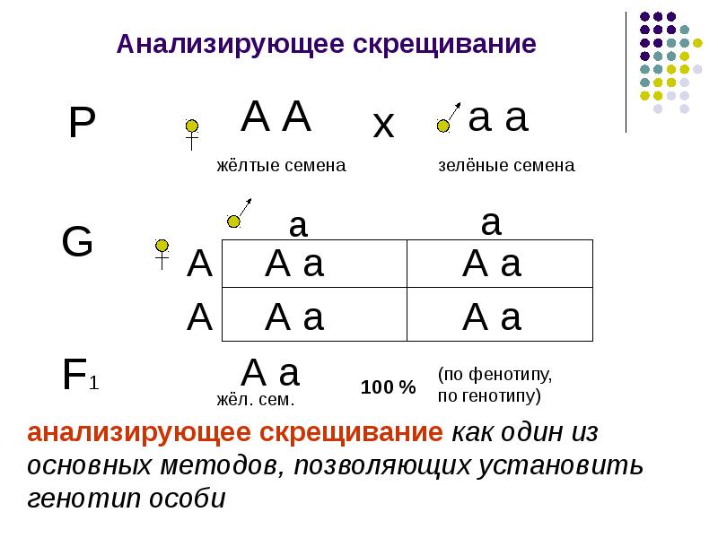 Презентация законы менделя 10 класс биология