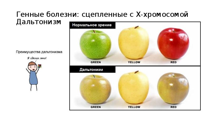 Дальтонизм презентация по генетике