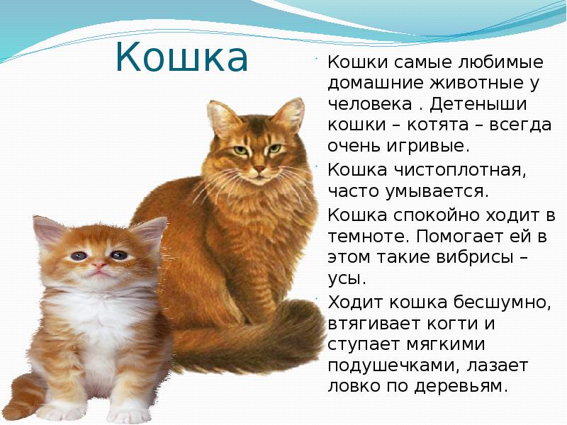 Кошка презентация для дошкольников