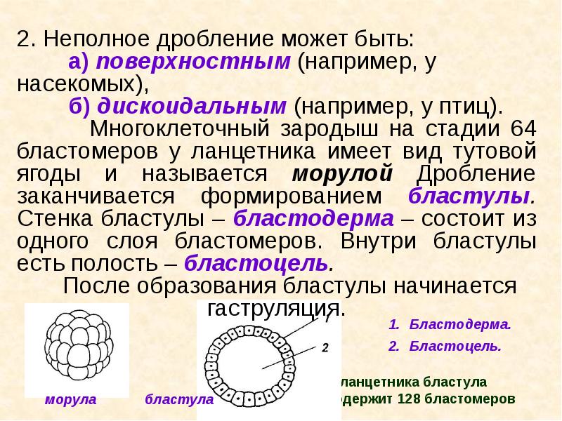 Неполное дробление. Полное и неполное дробление. Стадия бластулы ланцетника. Бластула имеет слоя. Полость внутри бластулы называется.