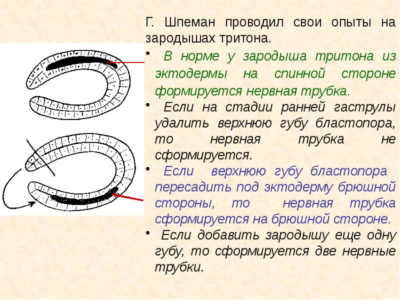 Эмбриональная индукция схема