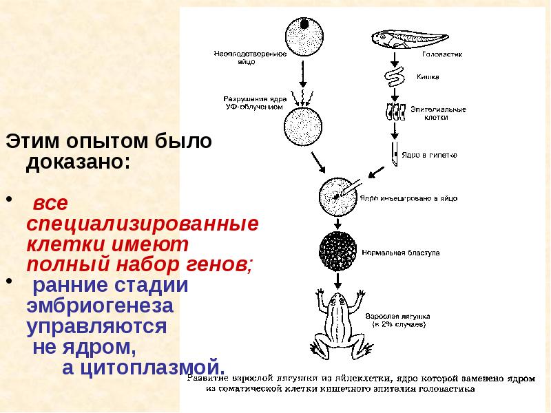 Стадии соматического эмбриогенеза. Специализированные клетки. Действие генов в раннем эмбриогенезе. Неспециализированные клетки.