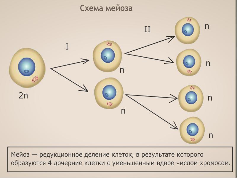 Как называется последовательность клеток приведенная на схеме