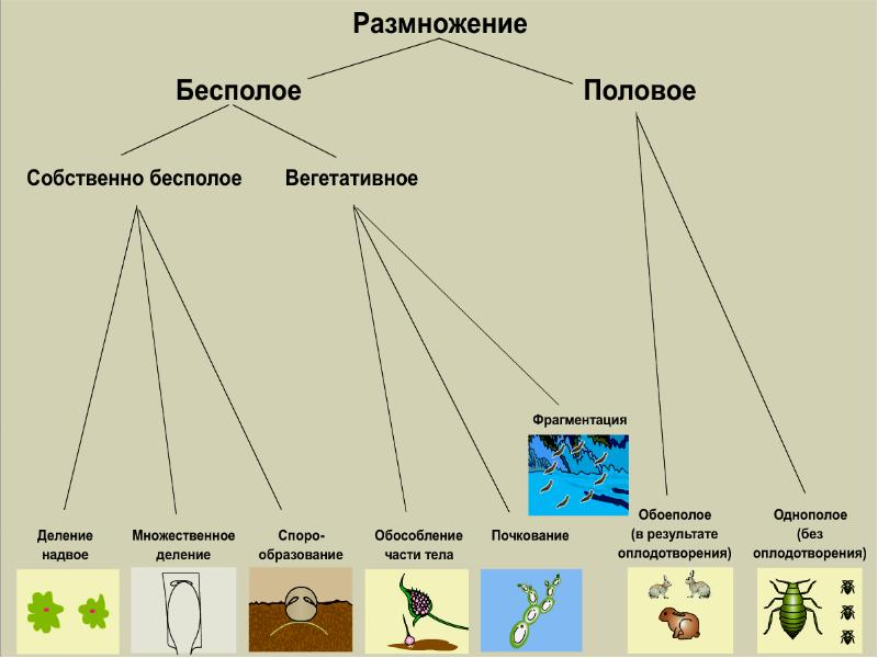 Программа для размножения картинок