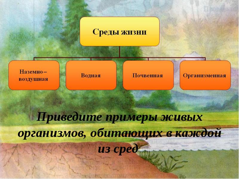 3 среды жизни. Среды жизни. Среды жизни примеры. Среды обитания животных. Среды жизни живых организмов.