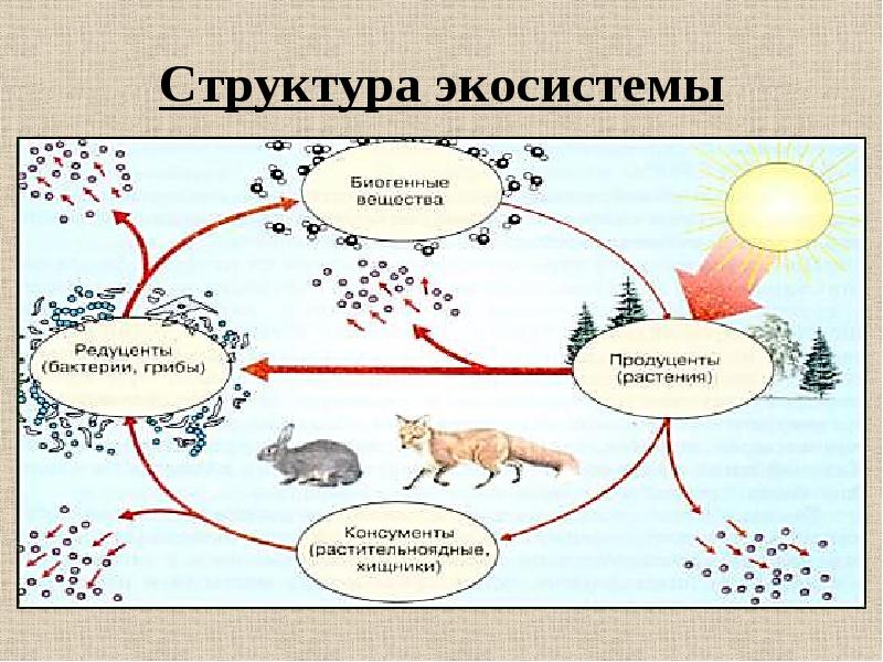 Компоненты экосистемы презентация