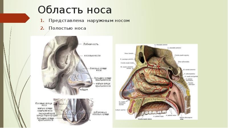 Презентация анатомия лор органов