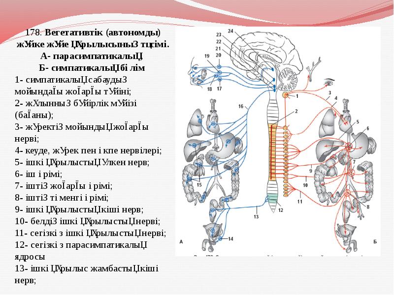 Орталық жүйке жүйесінің құрылысы мен қызметі презентация