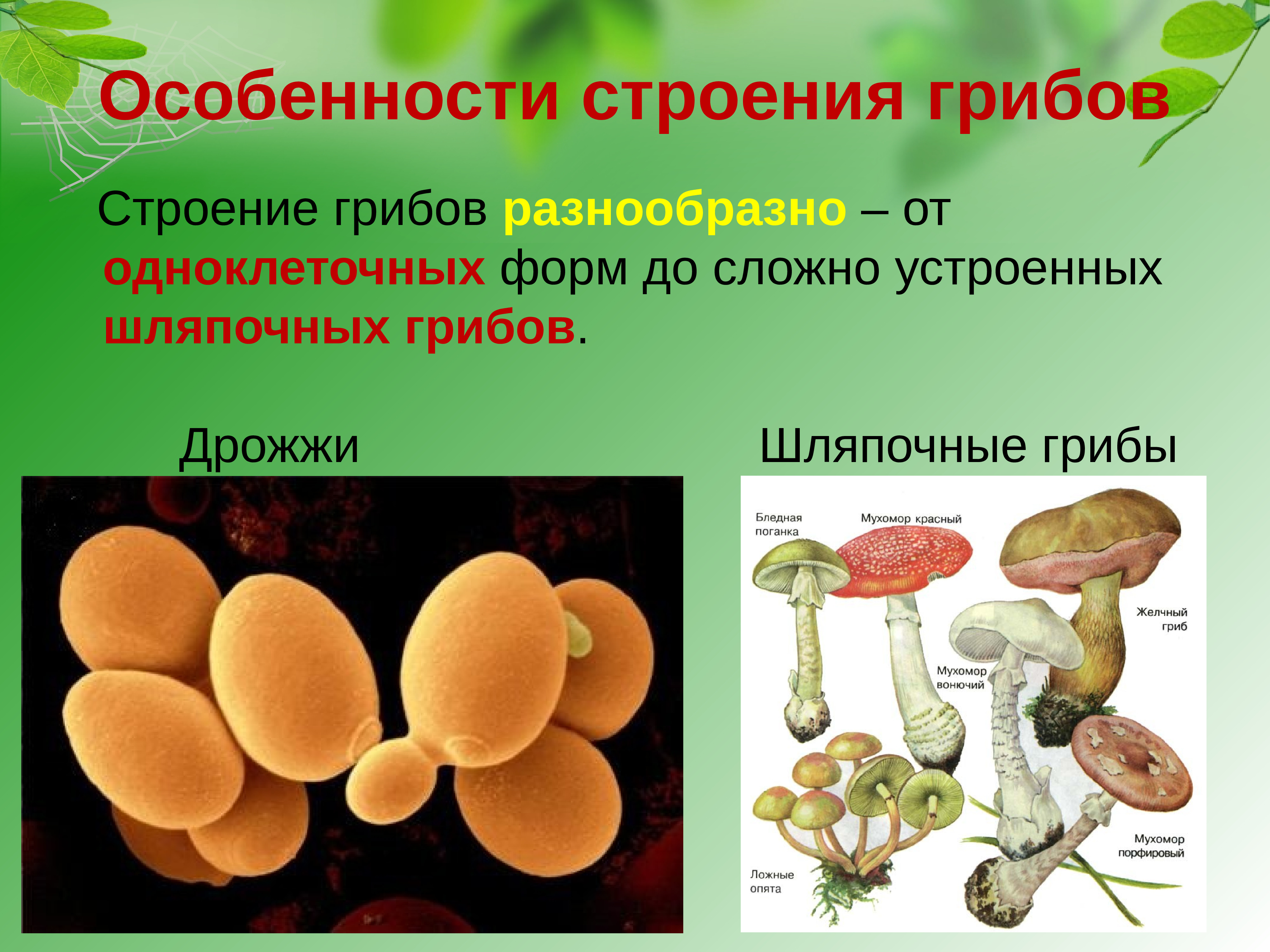 Грибы общая характеристика презентация