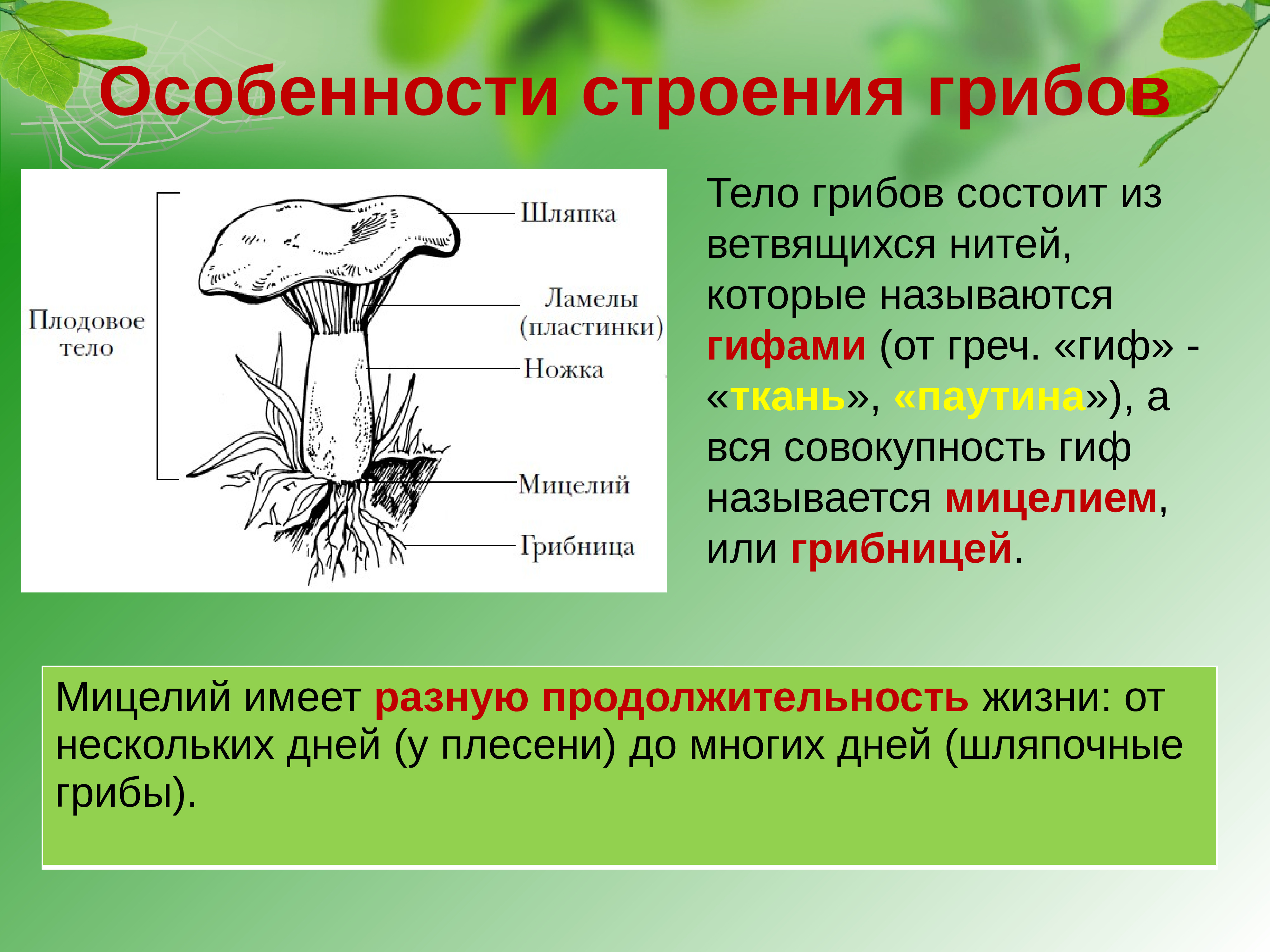 У подосиновика образуется плодовое тело. Строение шляпочного гриба. Строение плодового тела шляпочного гриба. Строение шляпочного гриба часть и функции. Шляпочный гриб с грибницей.