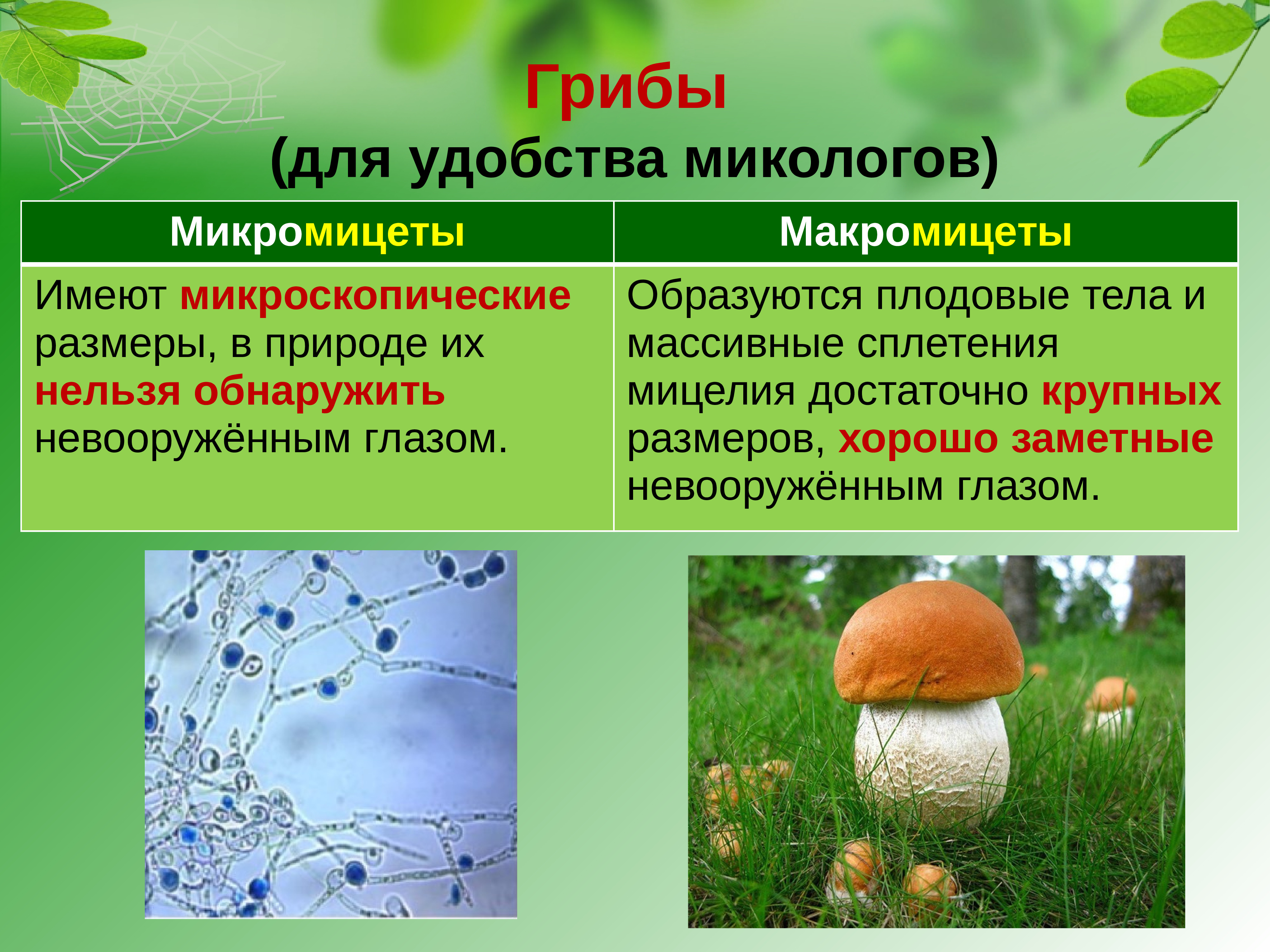 Особенности грибов в природе. Грибы макромицеты. Характеристика грибов. Грибы общая характеристика грибов. Макромицеты и микромицеты.