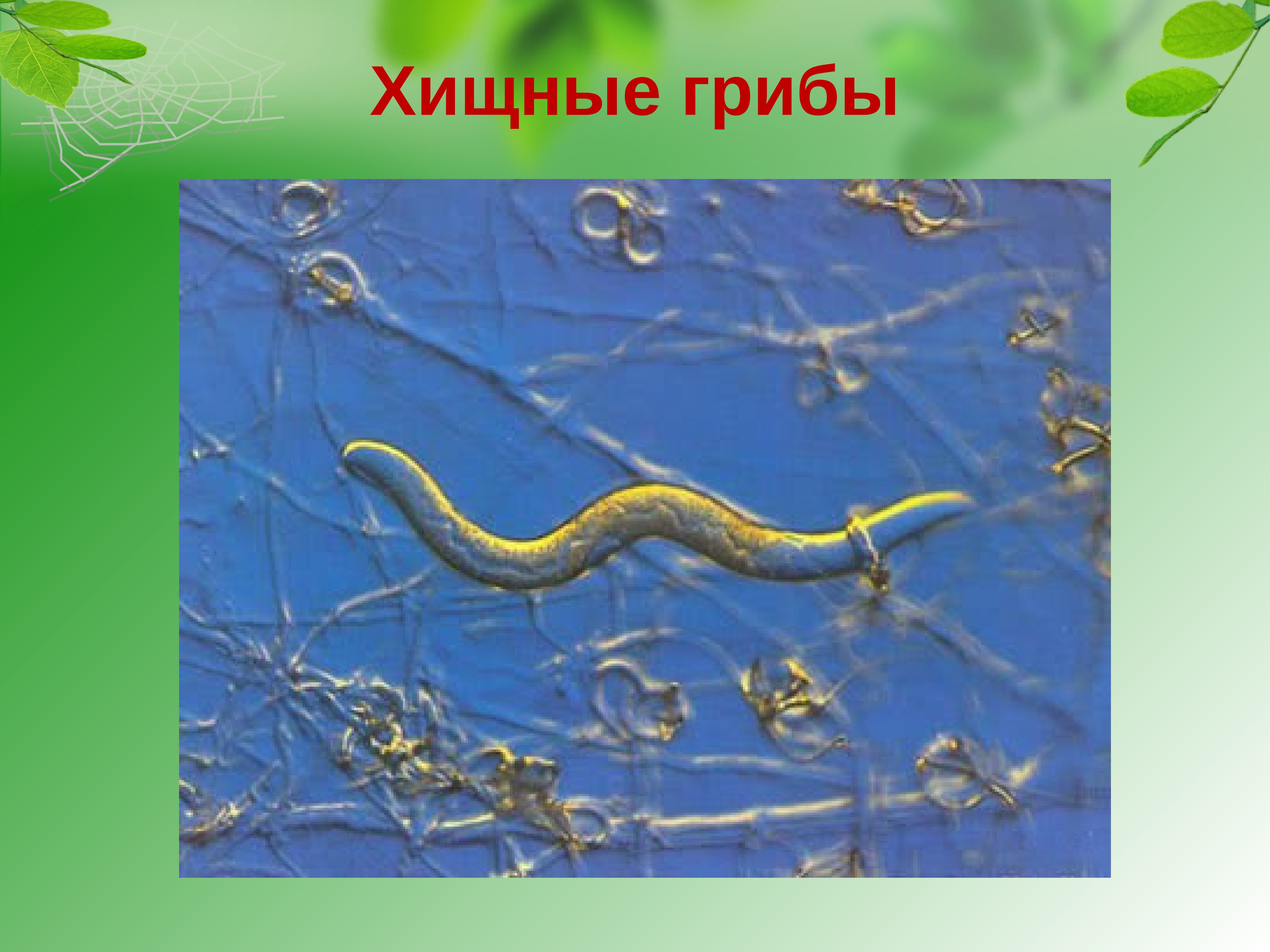 Грибы хищники. Arthrobotrys oligospora. Хищные грибы питающиеся нематодами. Хищный гриб Артроботрис. Arthrobotrys conoides.