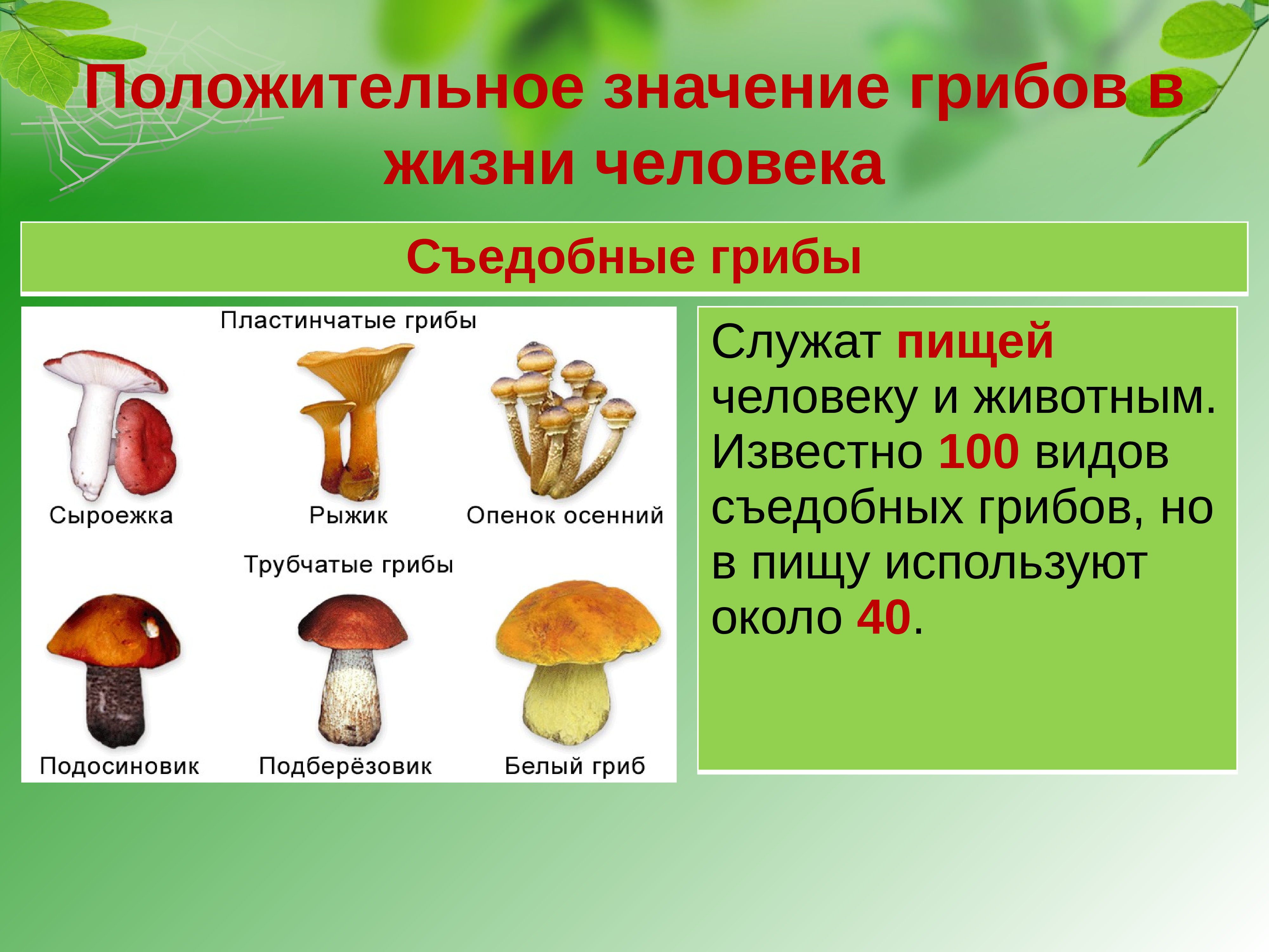 Съедобные грибы в жизни человека.