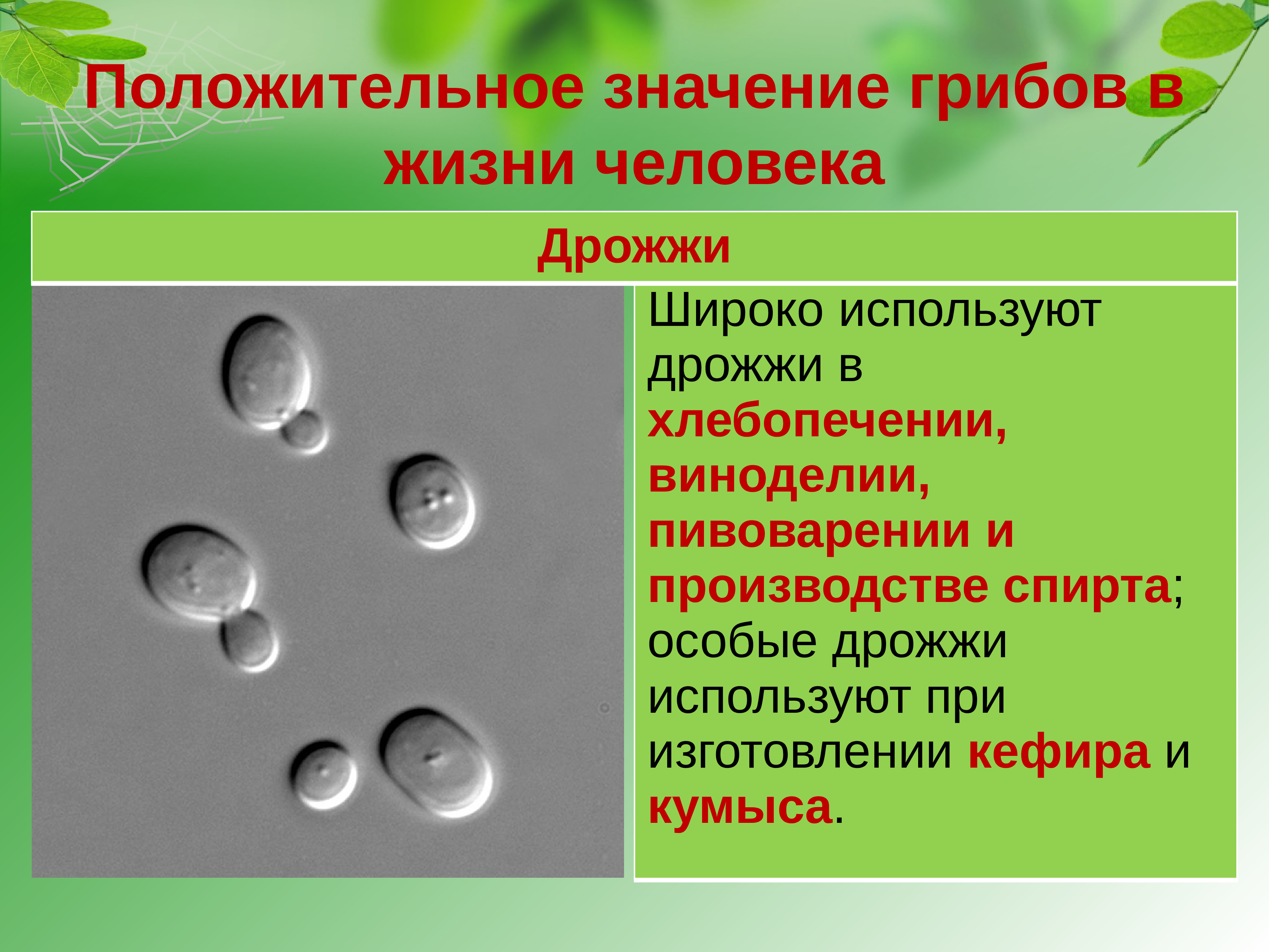 Роль грибов в жизни бактерий