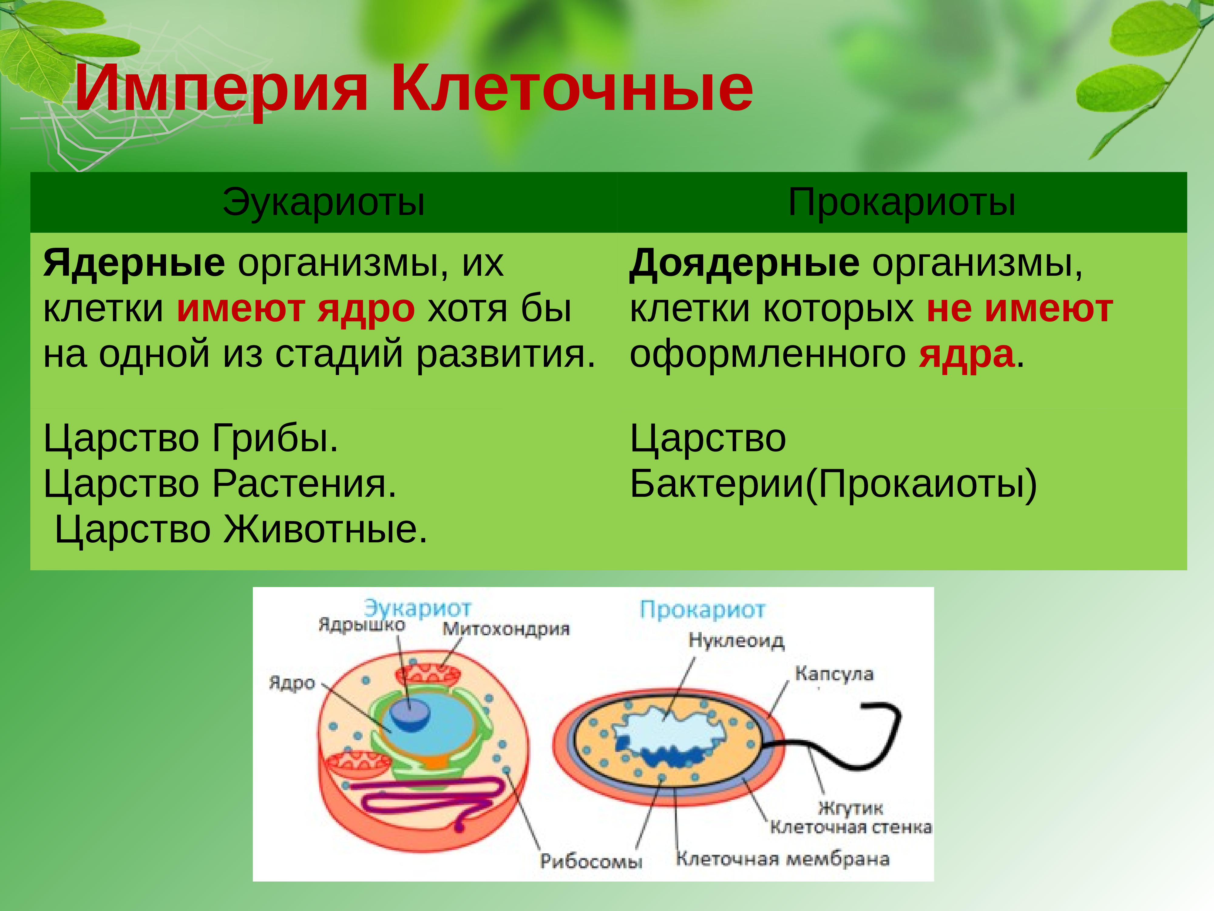 Прокариоты вирусы грибы. Империя клеточные эукариот царство животные. Строение прокариот эукариот бактерии вирусы. Доядерные бактерии. К эукариотам относятся.