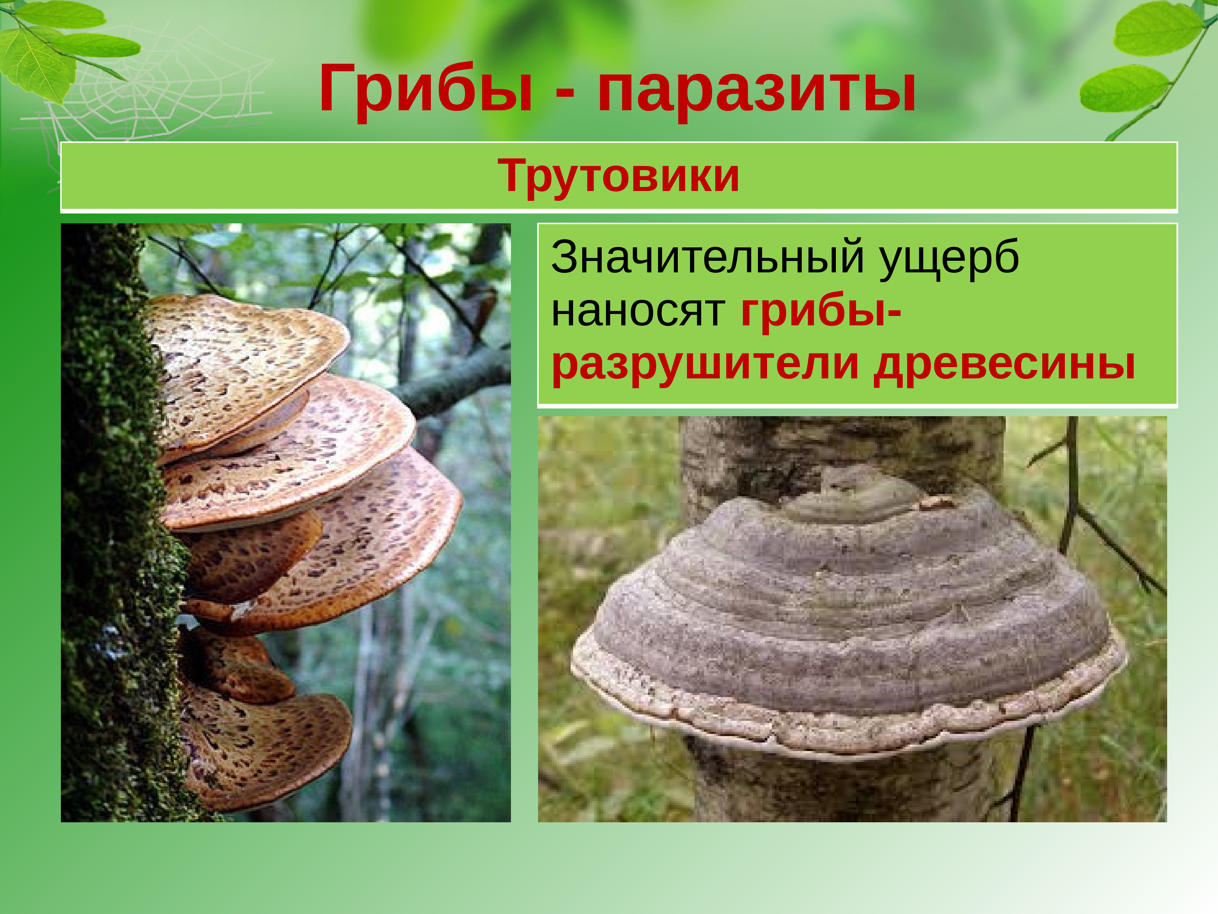 Трутовики грибы Разрушители древесины