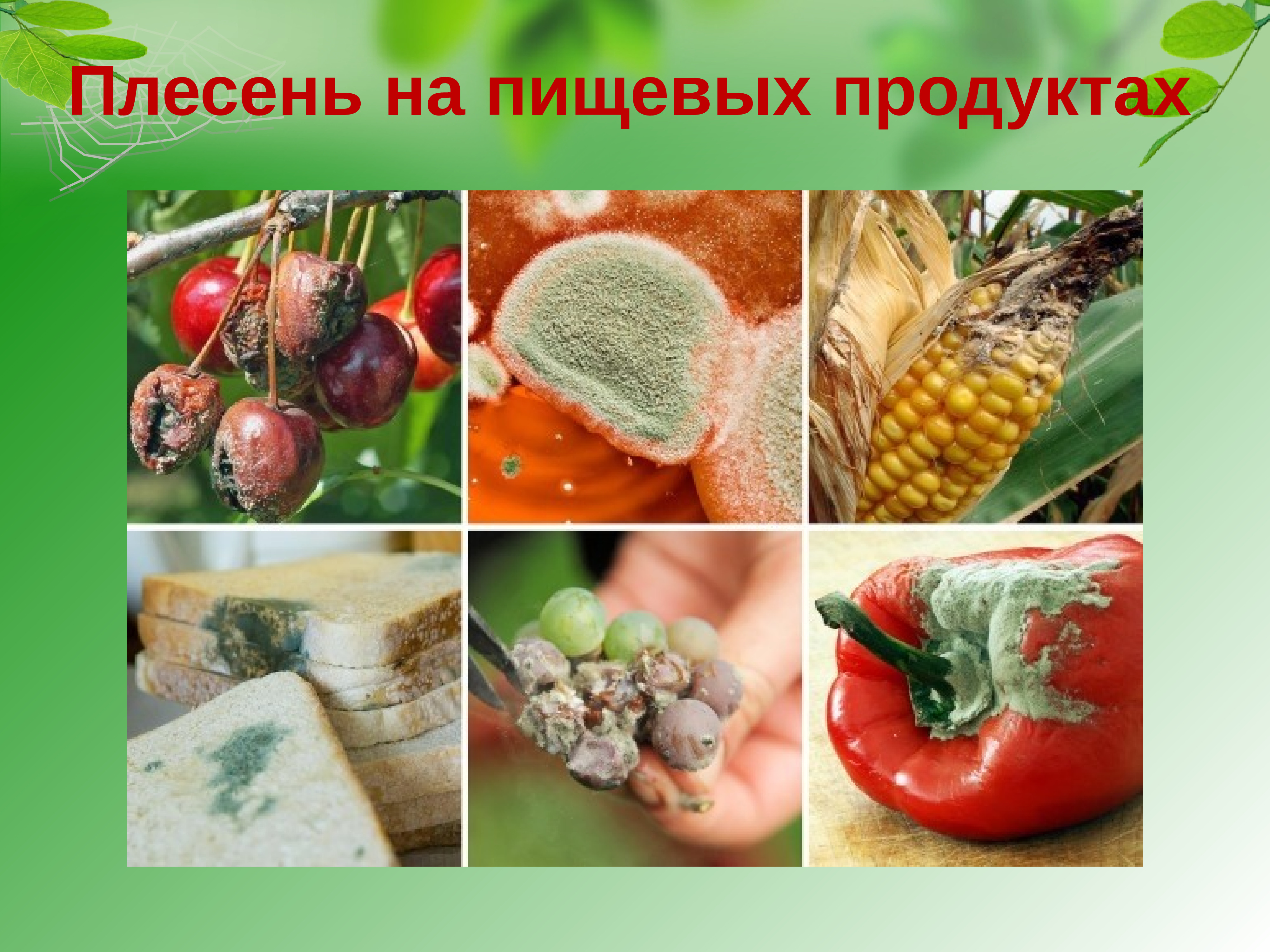 пушистая плесень. плесень на продуктах питания. пищевая плесень. рокфор, бри, горгонзола. плесень на продуктах.
