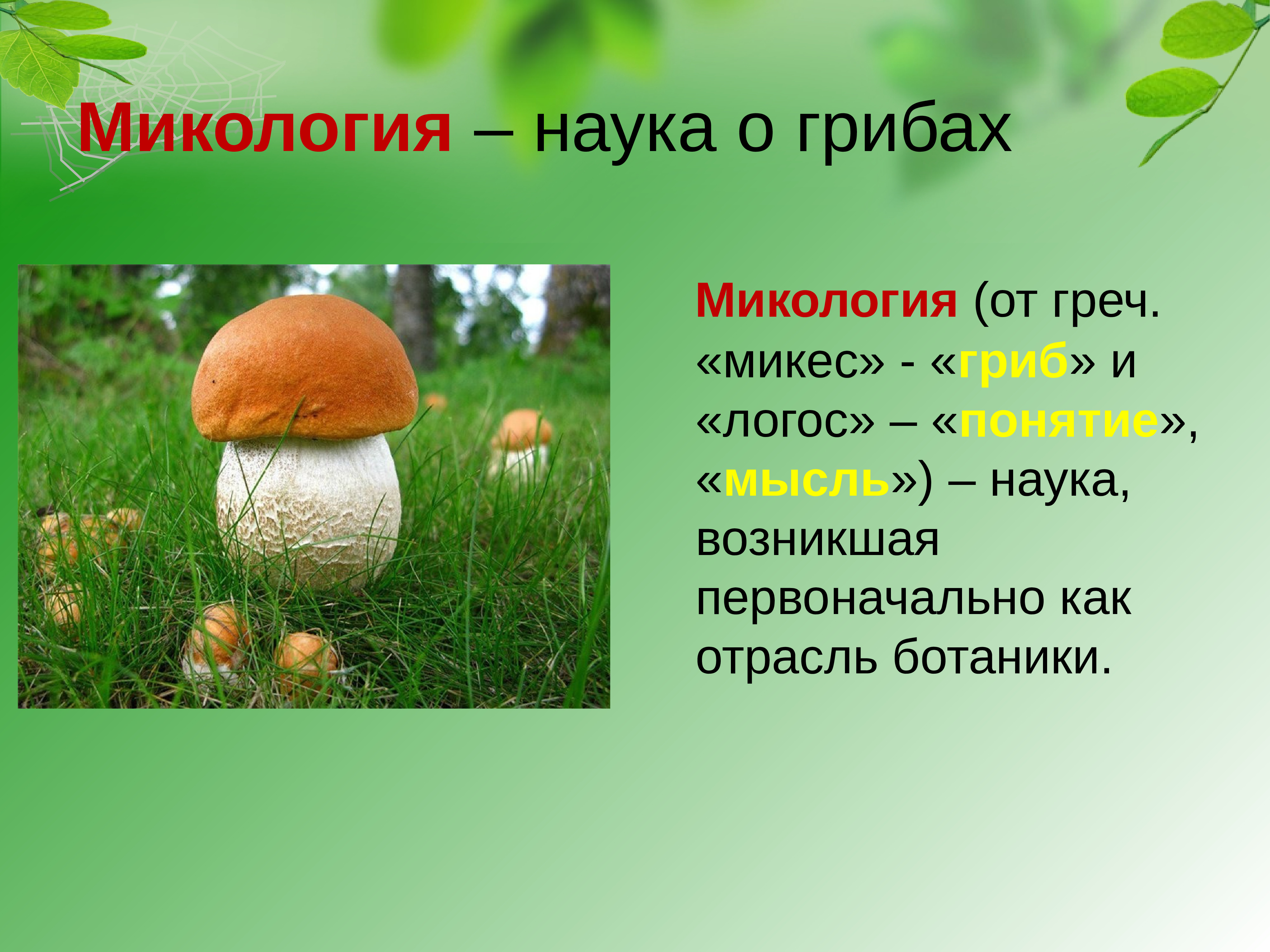 Наука про грибы